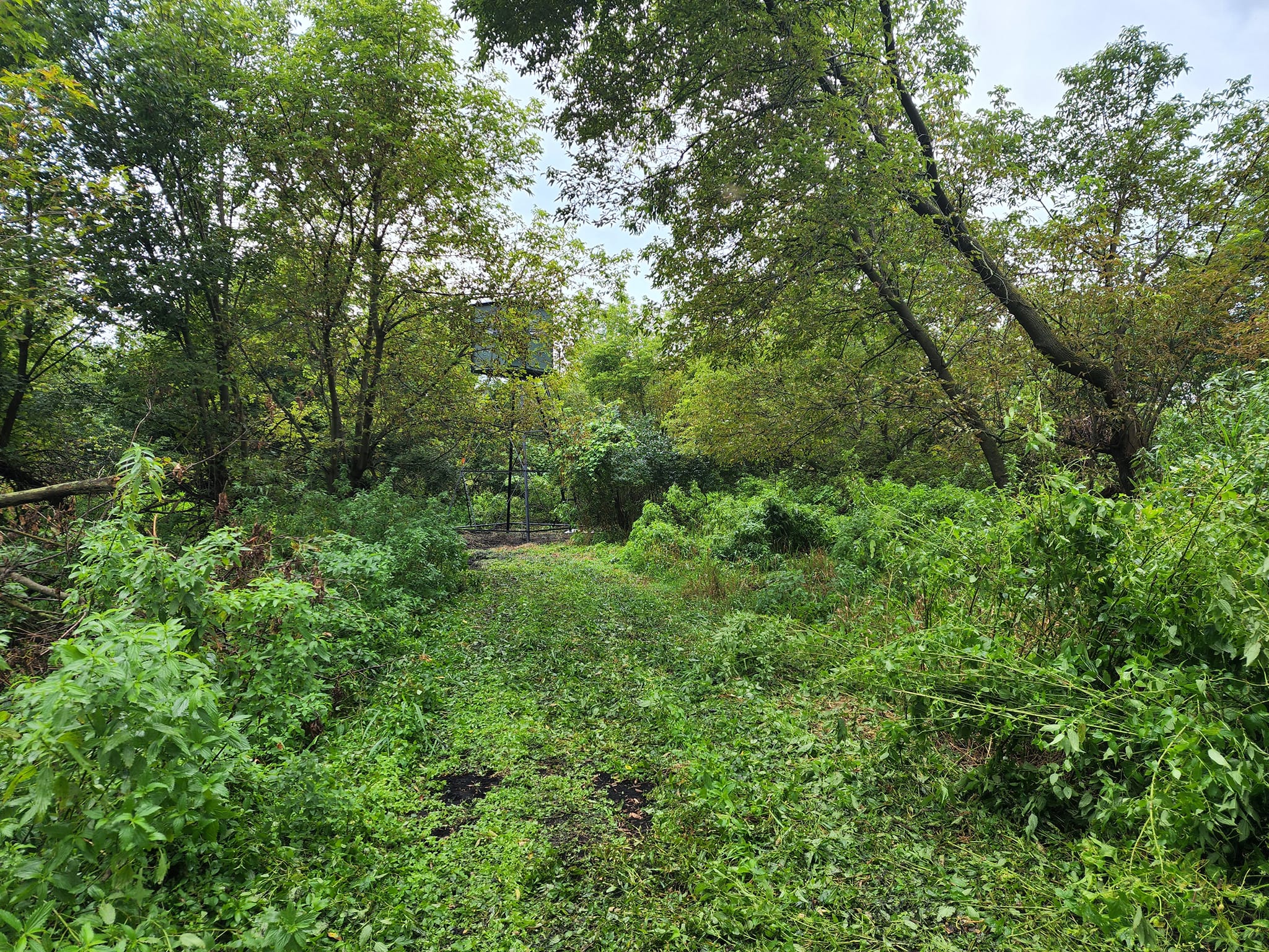 Before — overgrown site before clearing